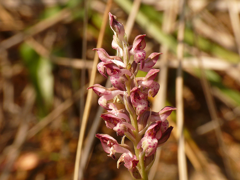 Orchis coriophora